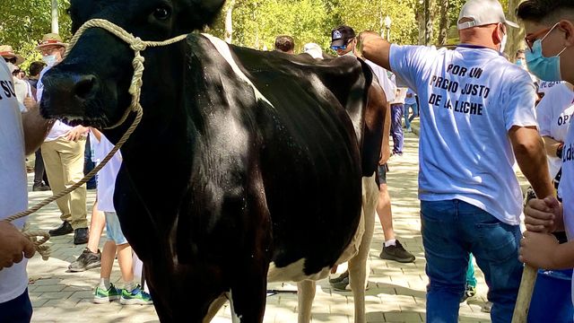 Protesta del sector de vacuno de leche en Sevilla.
