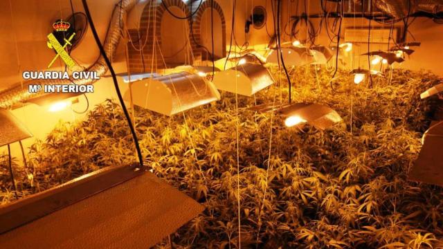 Una de las plantaciones de marihuana descubiertas en Alcaudete de la Jara