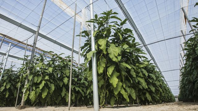 Invernaderos solares, la agricultura más sostenible de cara al futuro