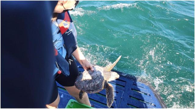 Imagen de archivo del rescate de una tortuga.