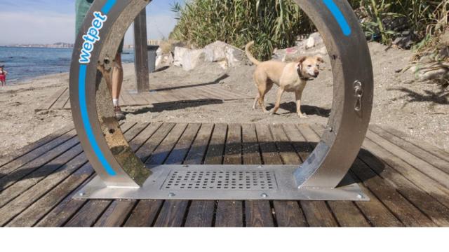 Un simpático perro en la playa.