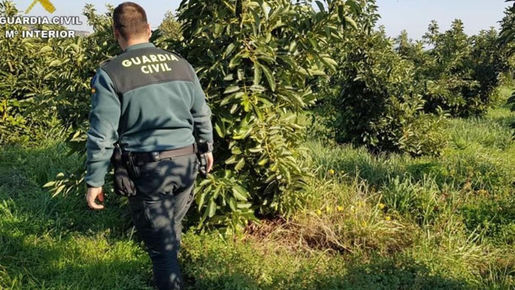 Guardia Civil durante una de las operaciones en un campo de aguacates.