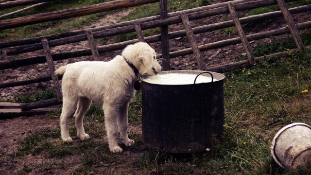 ¿Los perros pueden comer queso?