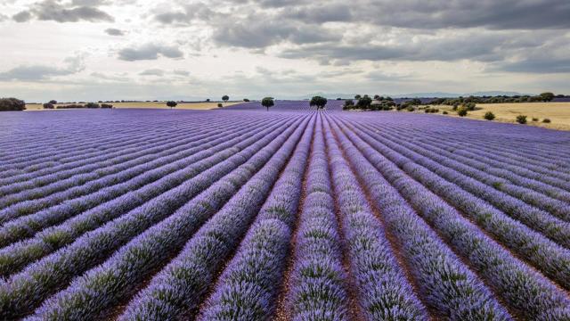 La floración de la lavanda convierte a Brihuega en un mar púrpura