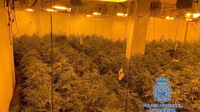 Imagen de archivo de una plantación de marihuana.