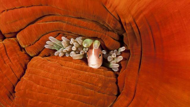 Una de las imágenes de la exposición Os nosos océanos