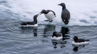 Araos de pico ancho en el archipiélago de Svalbard (Noruega).