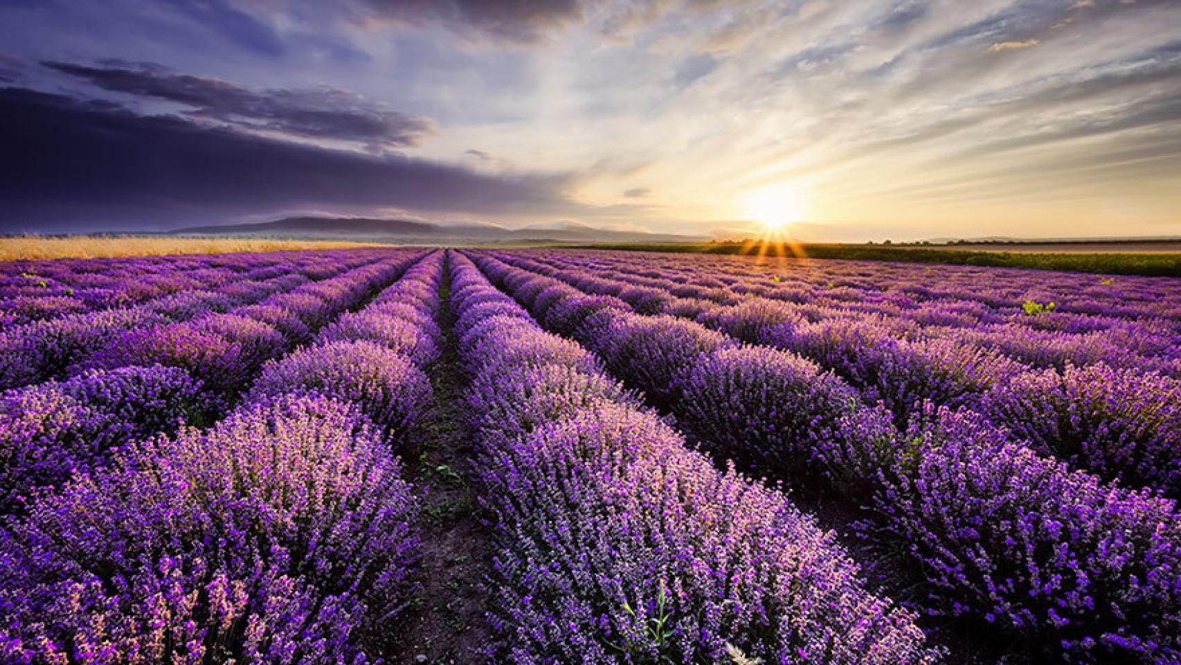 Campo de lavanda de Brihuega (Guadalajara)