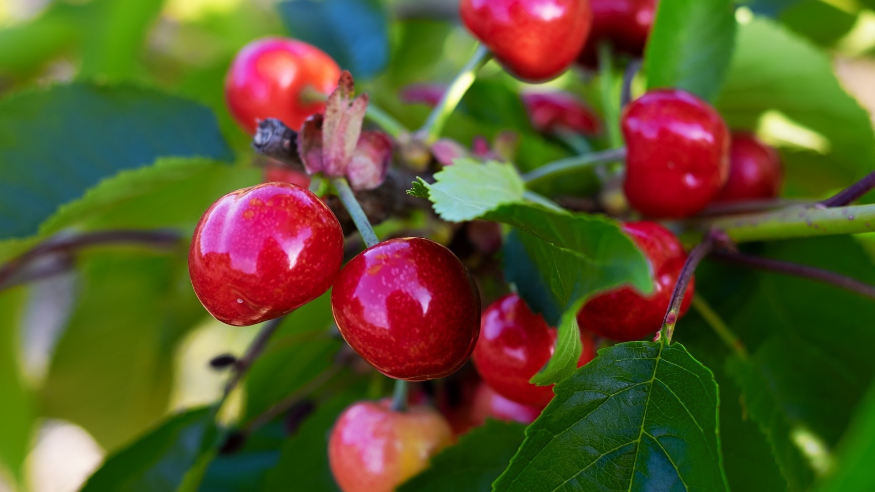 cherries-3438599_1920