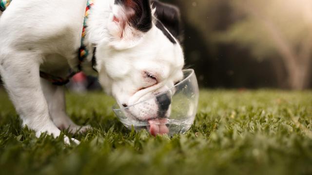 ¿Cómo refrescar a mi perro? Trucos para sobrellevar el calor