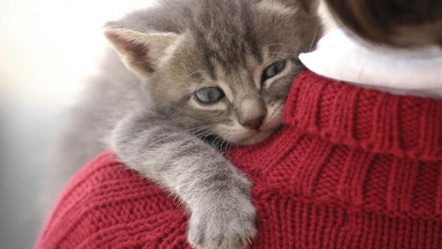 ¿Los gatos reconocen a sus dueños? Te sorprenderá la respuesta.