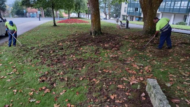 Los destrozos de los jabalíes los jardines de Cambre