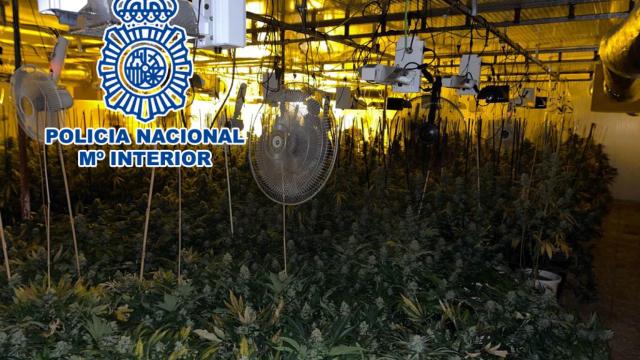 La nave industrial albergaba una plantación de marihuana.