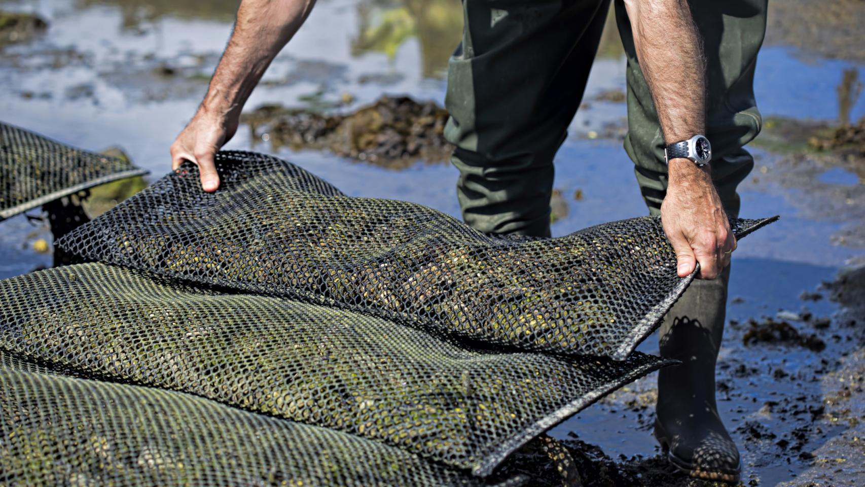 La almeja japónica del Tajo.