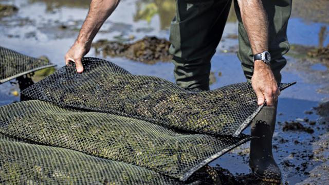 La almeja japónica del Tajo.