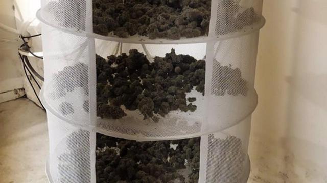 Cogollos de marihuana internvenidos en la operación Selva Negra.