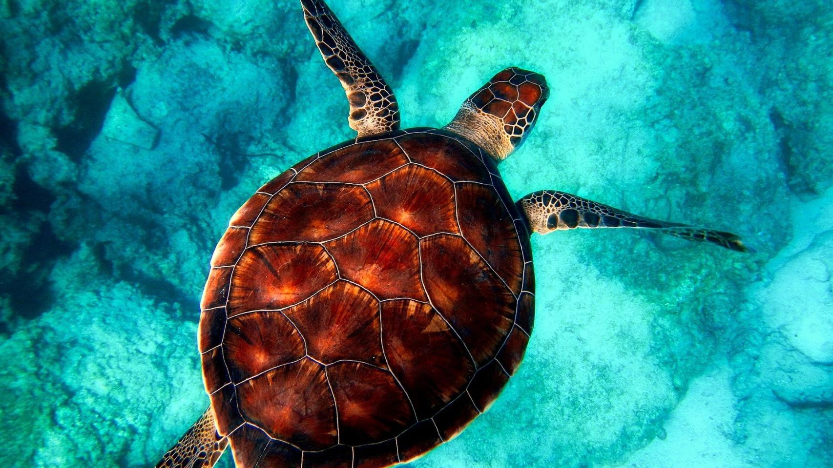 Estas son las diferencias entre tortugas de agua y de tierra