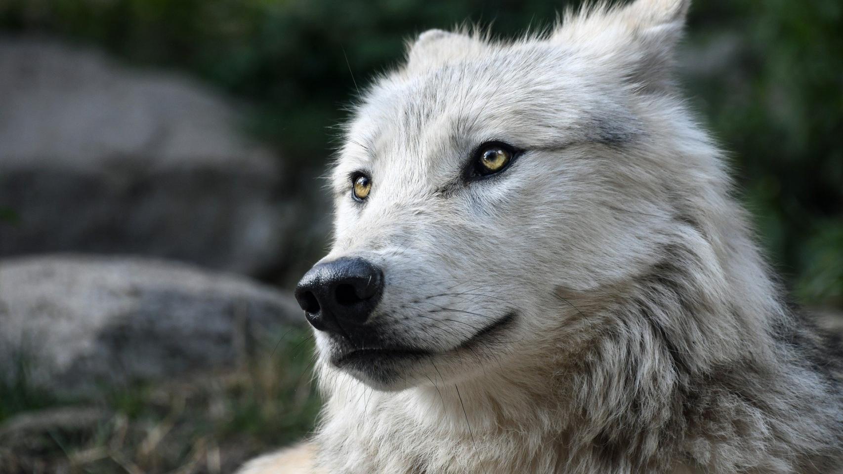 ¿Los animales tienen sentimientos?
