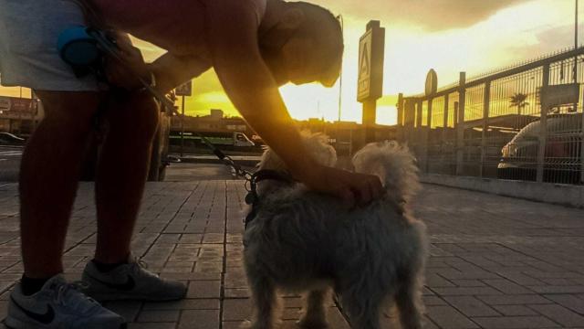 Un joven acariciando a un perro.