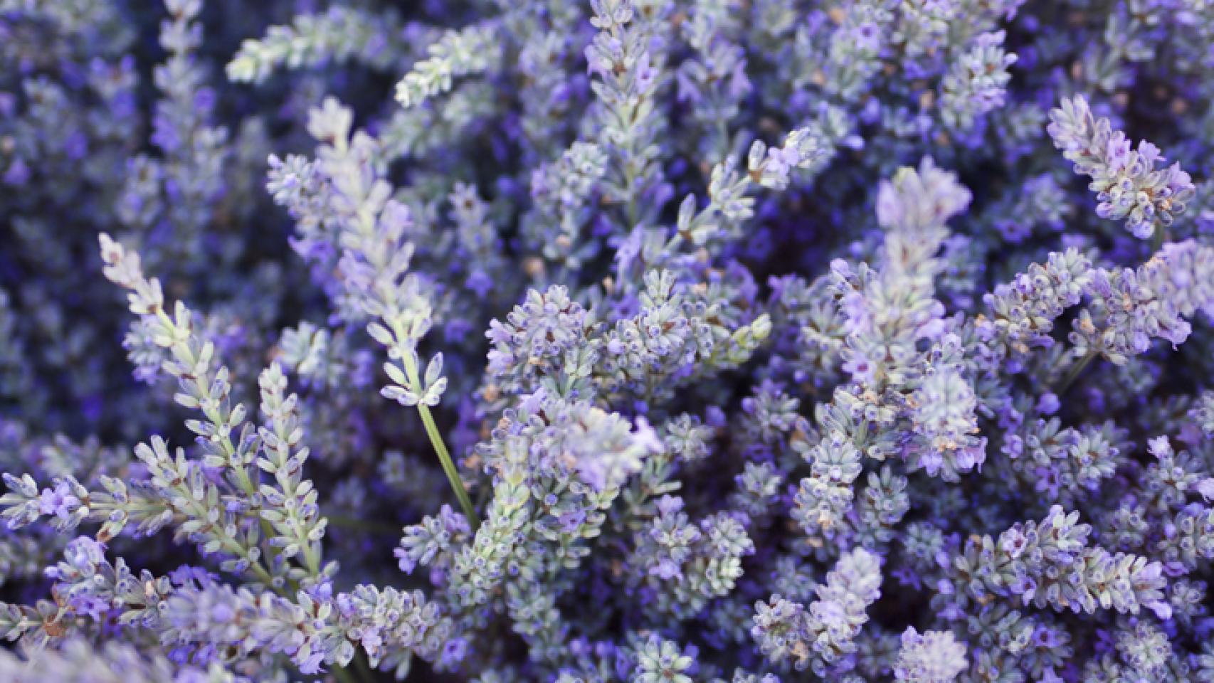 Plantas antimosquitos que funcionan (de verdad)