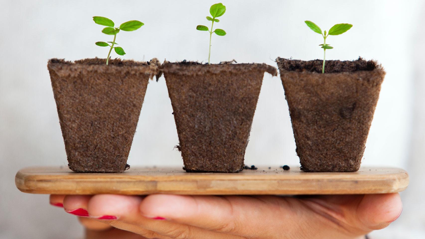 Unas manos sostienen unas macetas.