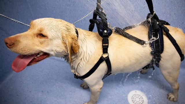 Un spa para nuestros amigos peludos: así es el balneario para mascotas de Tui (Pontevedra)