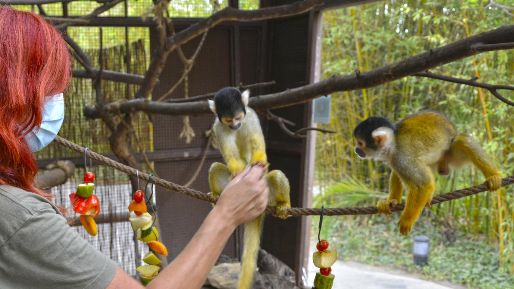 Polos de fruta y helados de carne: así pasan la ola de calor los animales de Terra Natura.