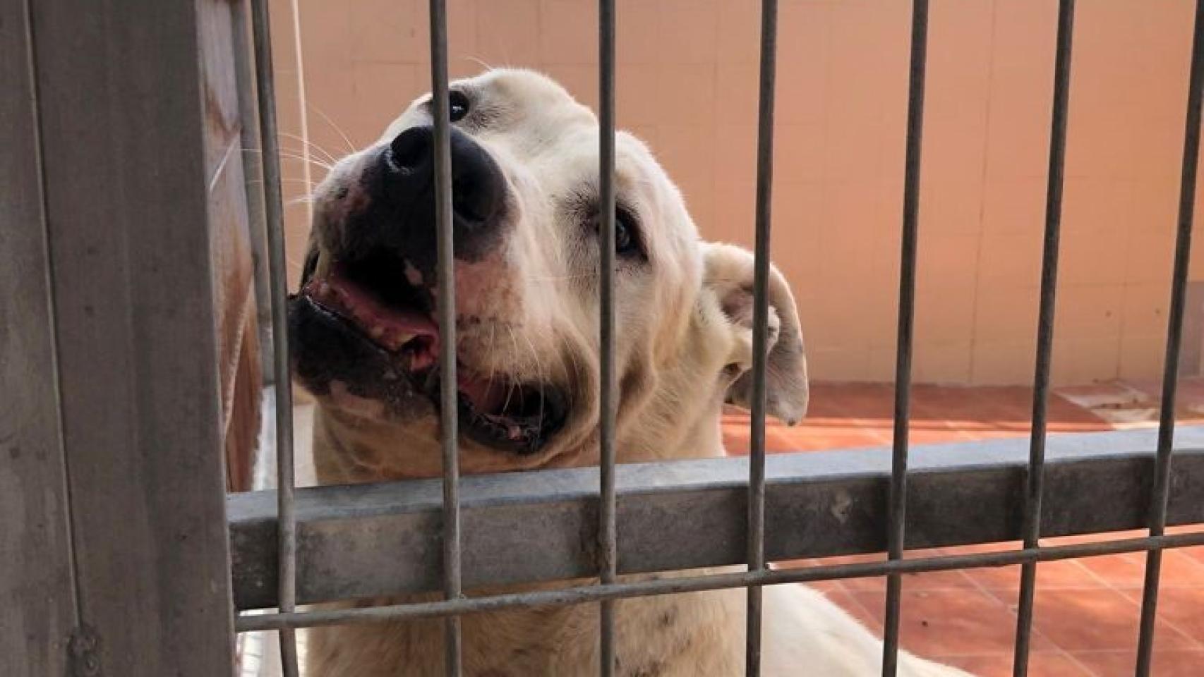 Bull, el perro más veterano del servicio de Protección Animal, con 1.554 en el albergue.