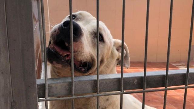 Bull, el perro más veterano del servicio de Protección Animal, con 1.554 en el albergue.