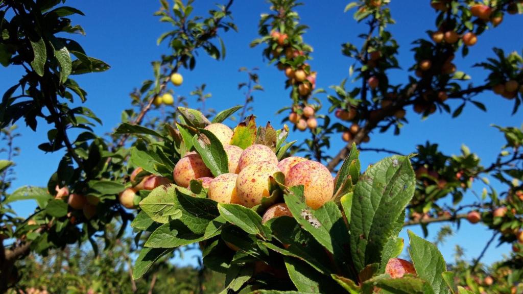 Mirabeles maduros en el árbol (Cedida).