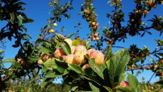 Mirabeles maduros en el árbol (Cedida).