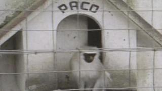 Imagen del documental El mono Paco