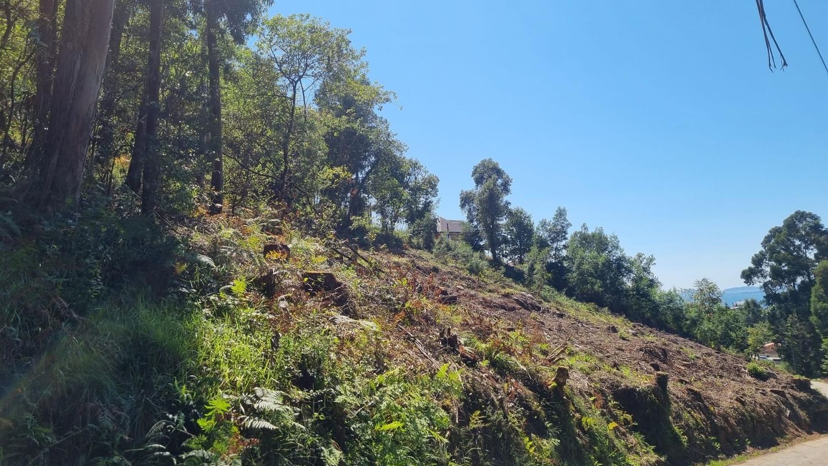 Denuncian una tala de árboles en la zona verde del Rego Fondón en Redondela (Pontevedra)
