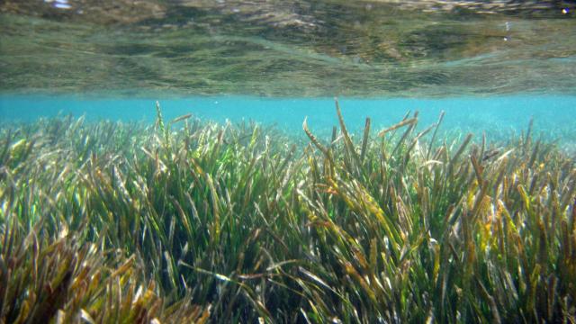 Durante las jornadas se protegerá la posidonia autóctona del Mediterráneo.