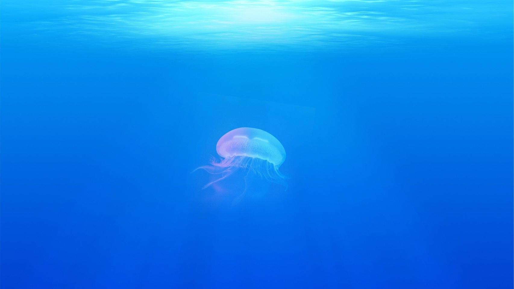 Estas son las curiosidades que desconocías sobre las medusas