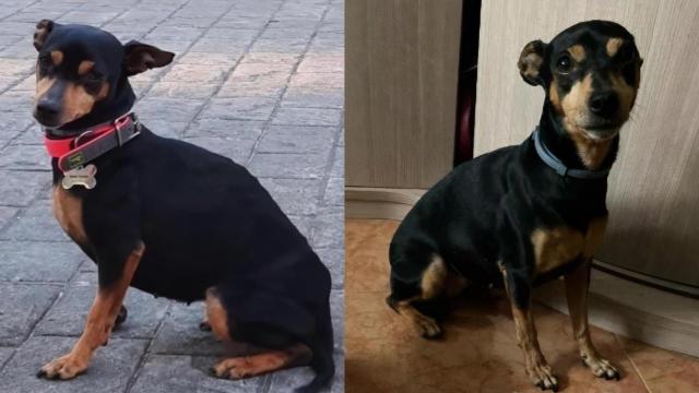 Kira, la pincher que se escapó el 12 de agosto en A Coruña.