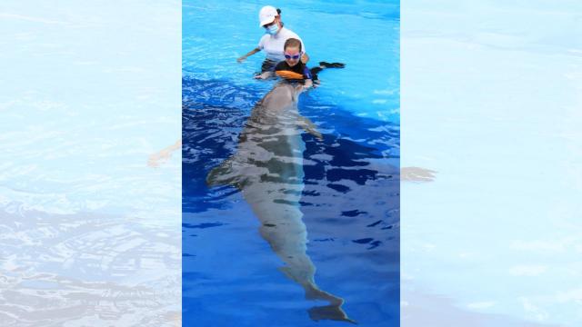 Mundomar y su familia de delfines en Benidorm como terapia para las niñas con síndrome de Rett