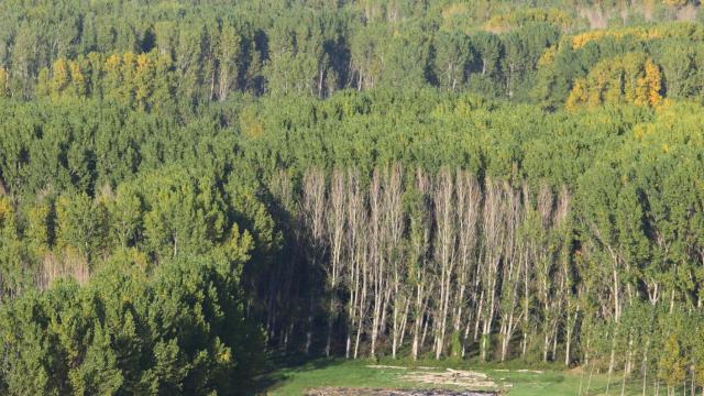 Bosque de chopos en el bierzo