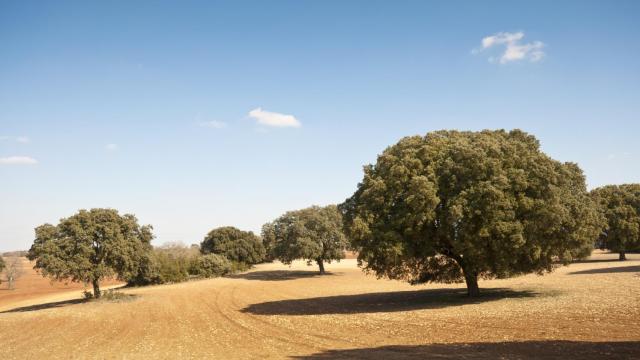 Dehesa en España. Imagen de archivo.