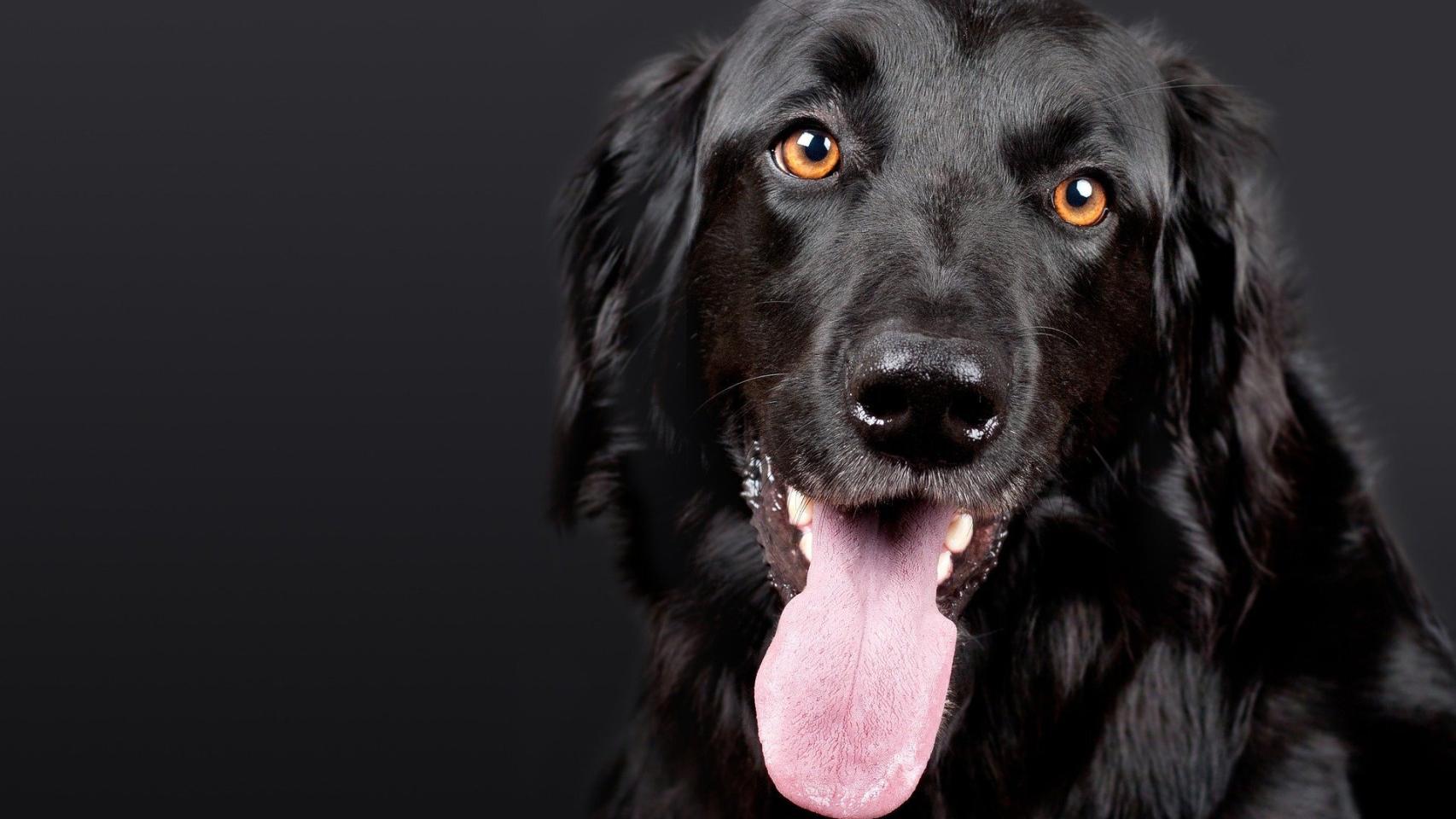 ¿Por qué mi perro ladra a la nada?