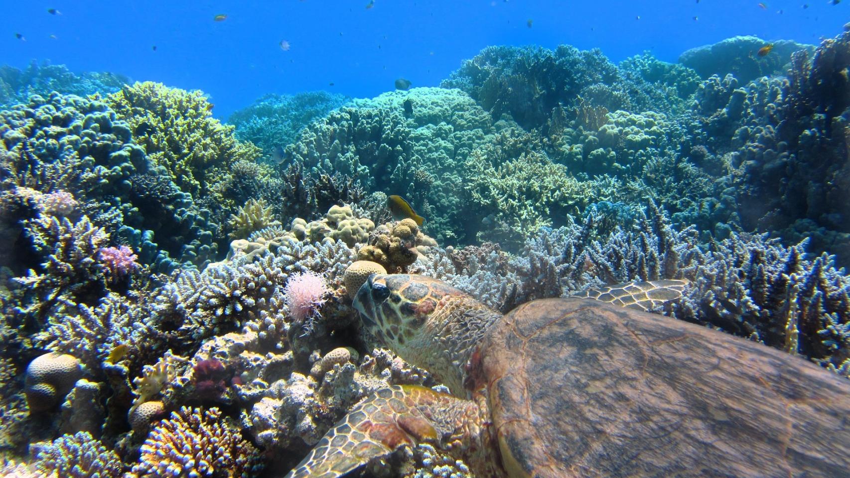 Arrecife de coral