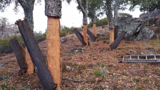 La saca del corcho en la Serranía de Ronda termina con una bajada de producción