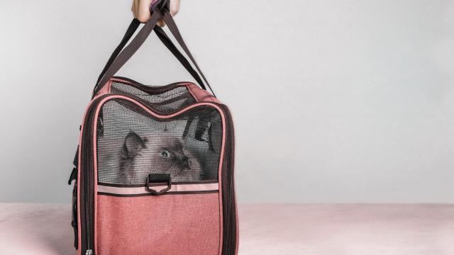 Los mejores transportines para gatos para viajar con seguridad