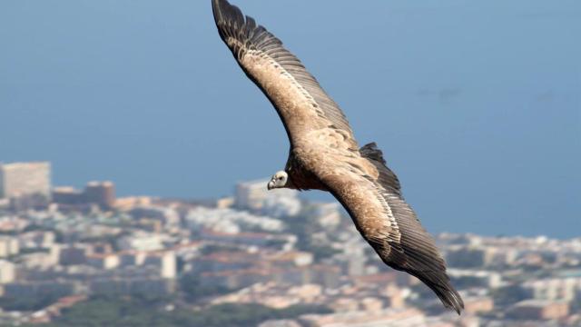 Imagen de un buitre.