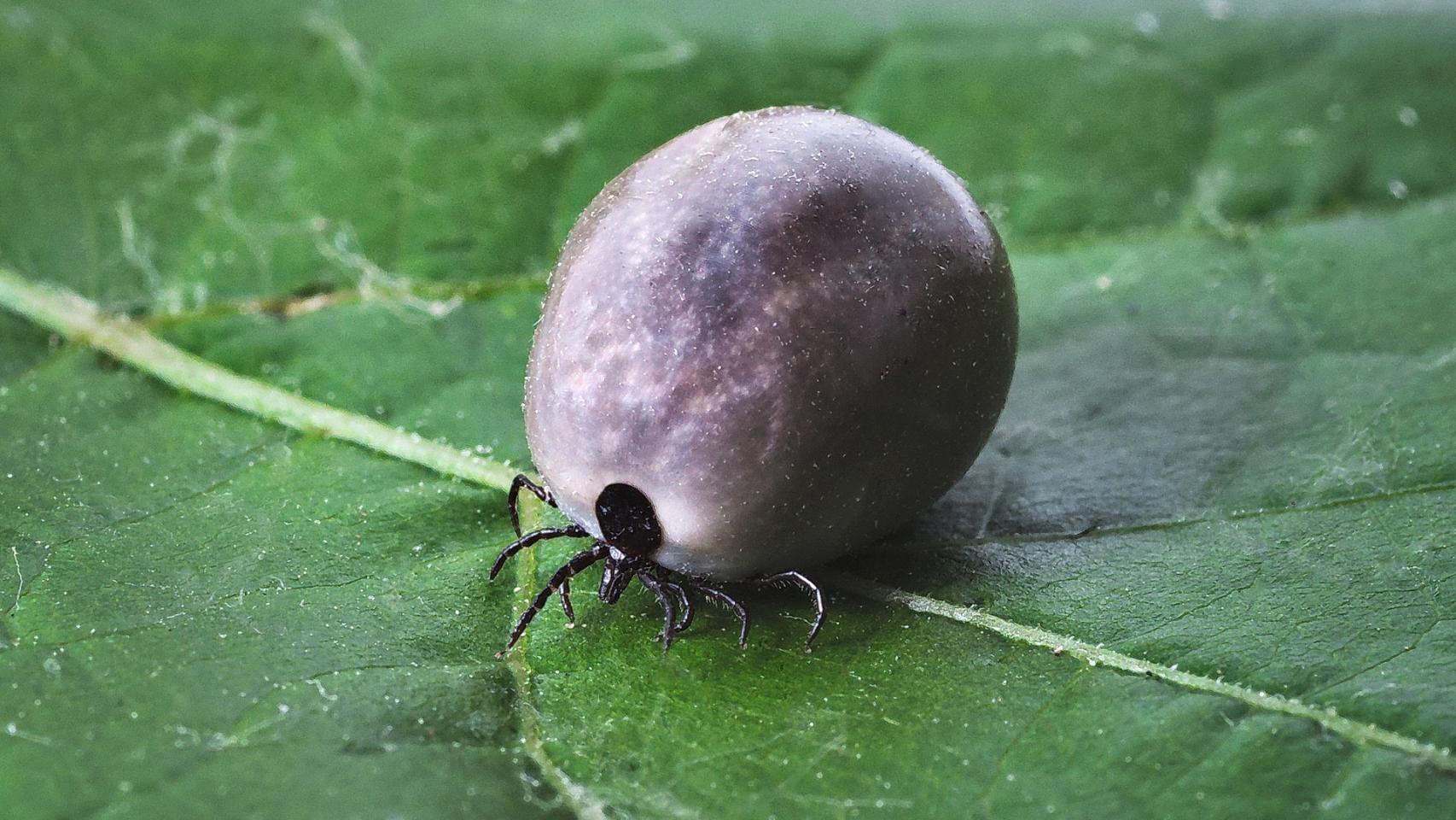 La enfermedad de Lyme está causada por la picadura de las garrapatas.