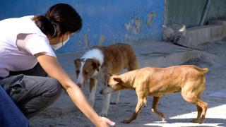 Una voluntaria de las protectora con dos perros adultos.