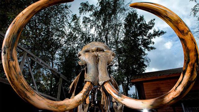 mamut