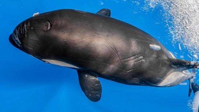 Fotografía aportada por un rastreador de orcas.