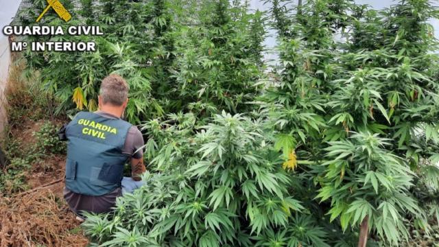 Una de las plantaciones intervenidas.