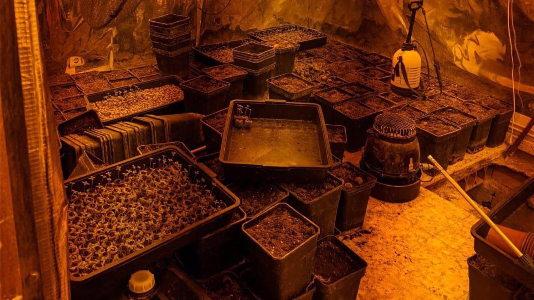 Desmanteladas dos plantaciones de marihuana en Chiloeches y Fuentenovilla